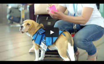 Sherlock, az amszterdami Schiphol kedvence