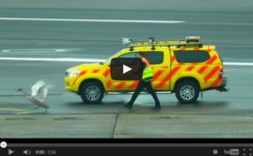 Így állította meg Heathrow forgalmát egyetlen lúd